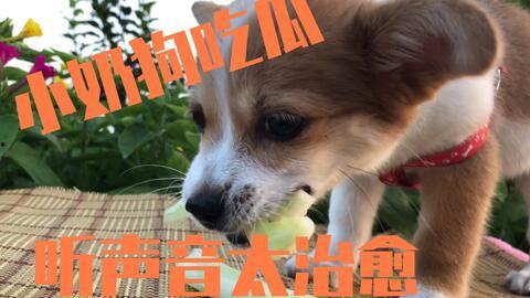 娱乐吃瓜菌小狗,揭秘娱乐圈那些不为人知的幕后故事 第1张 娱乐吃瓜菌小狗,揭秘娱乐圈那些不为人知的幕后故事 第1张